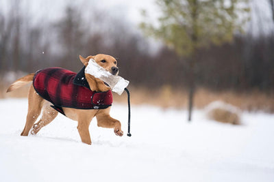 Dog Jacket Fleece - Red/black Plaid - FINAL SALE - Jacket