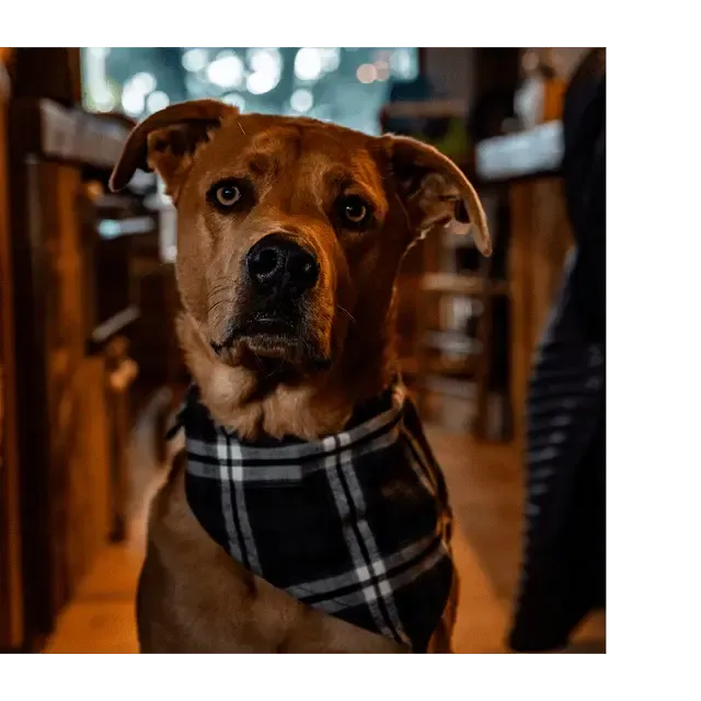 The SK Pet Bandana - Nickel