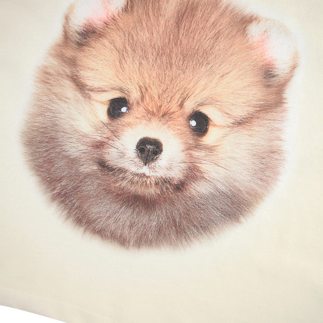 Reniza - Pom POMeranian