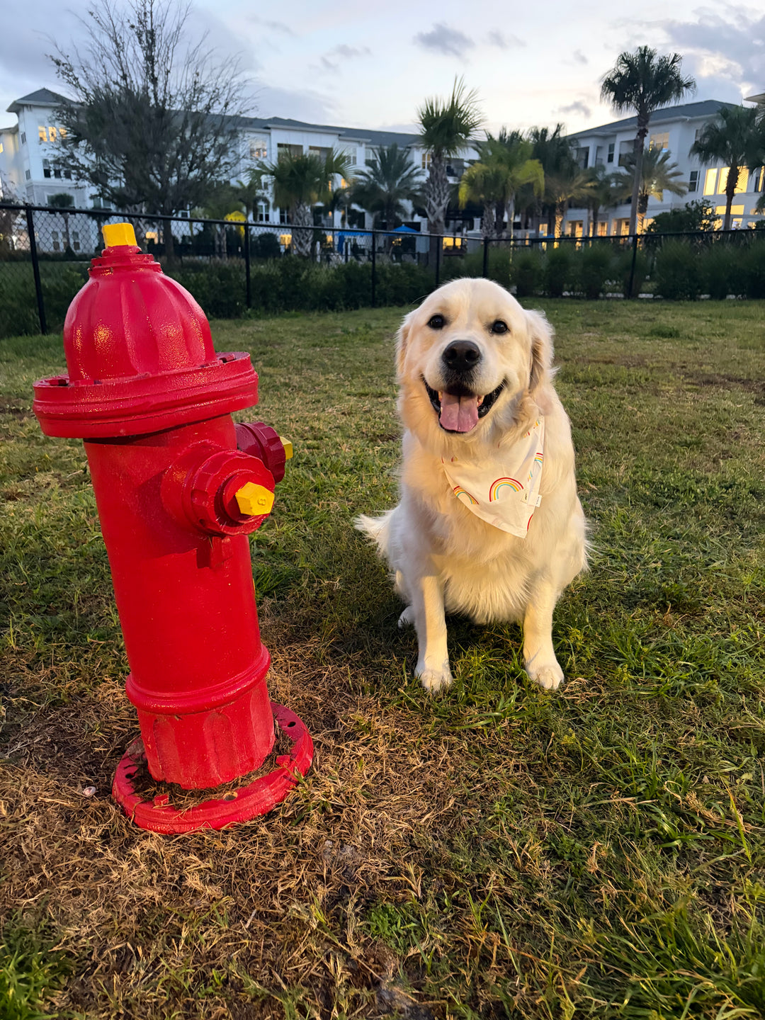Pet Bandana - Rainbow