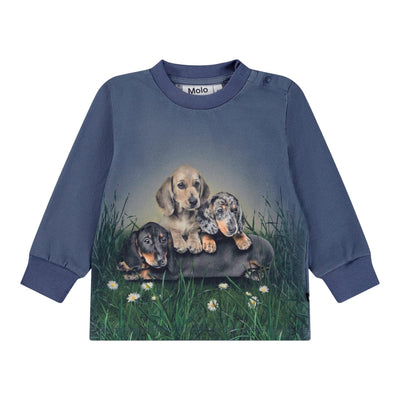 Eloy - Dachshund Cubs