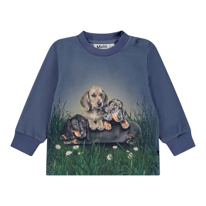 Eloy - Dachshund Cubs