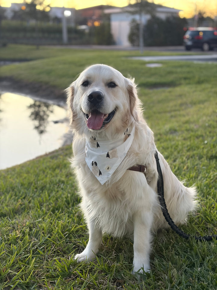 2-Pack Pet Bandana Bundle