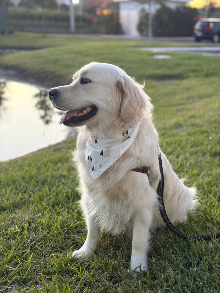 Pet Bandana - Mudge the Dog
