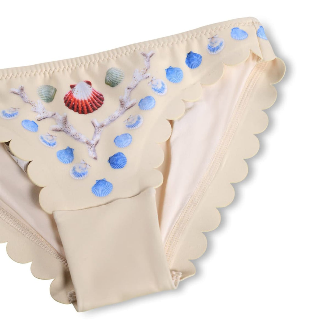 Nolina - Sea Shell Deco