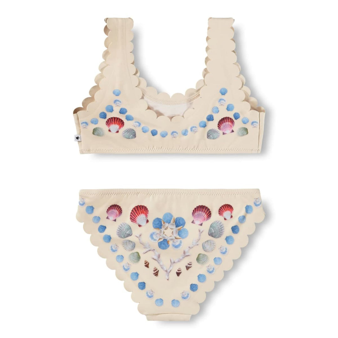 Nolina - Sea Shell Deco