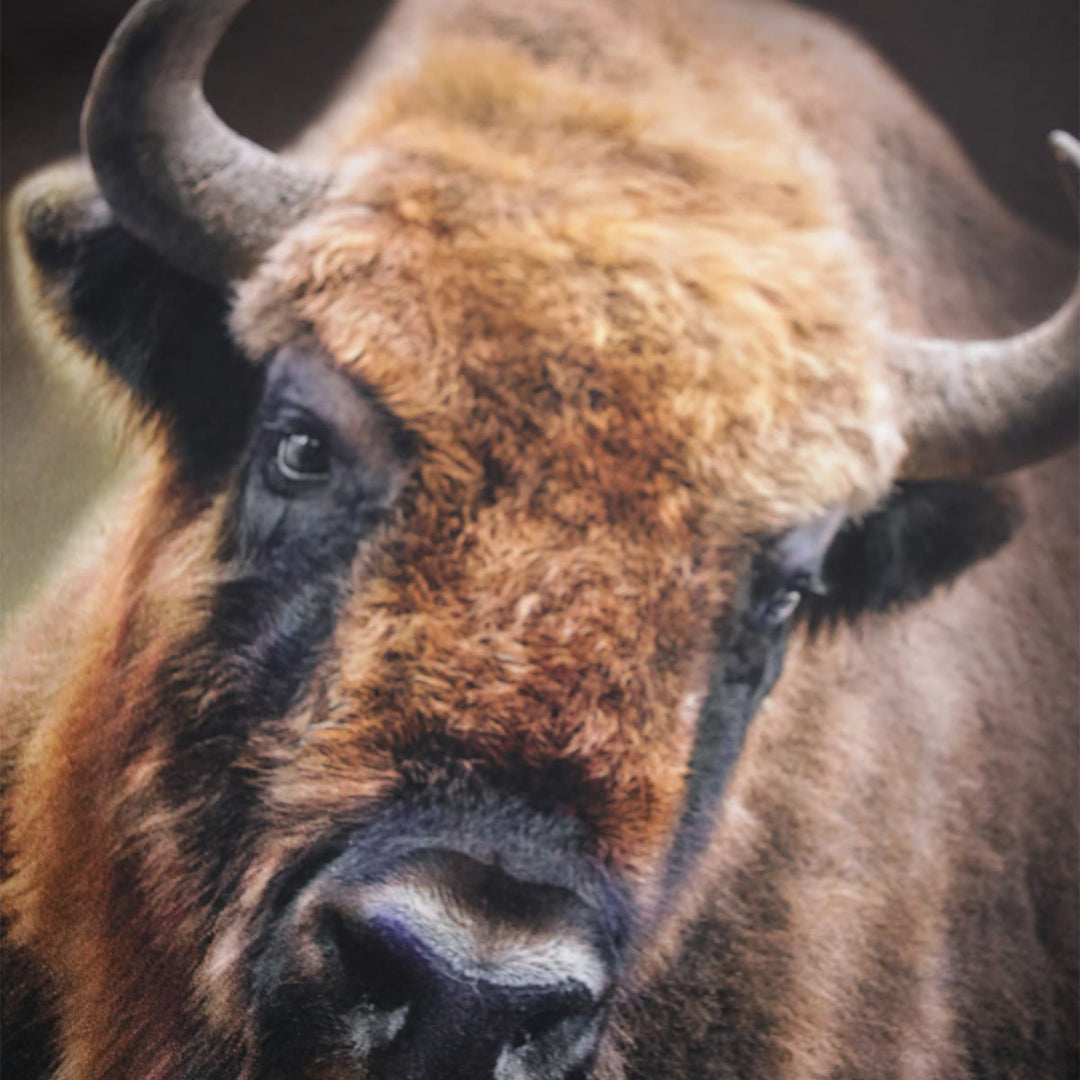 Rube - Bison Encounter