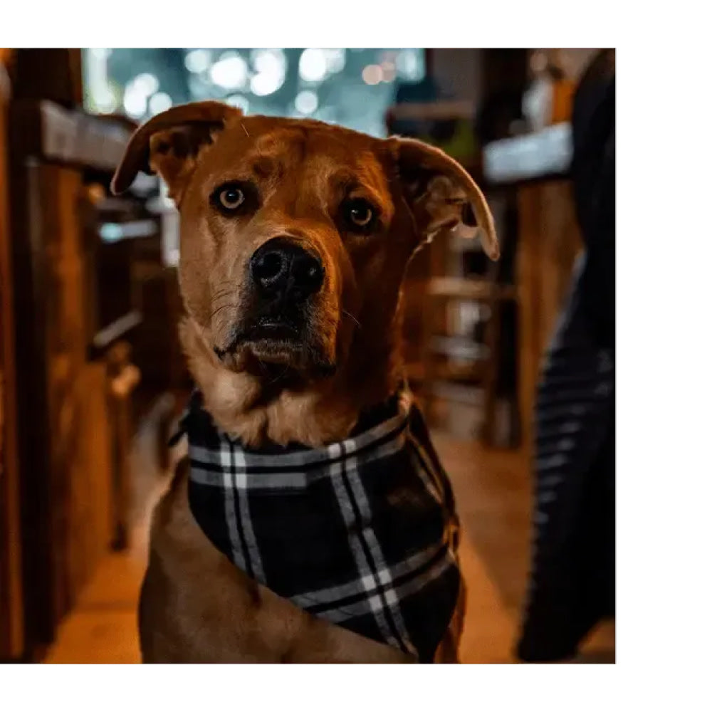 The SK Pet Bandana - Nickel - FINAL SALE - Bandana